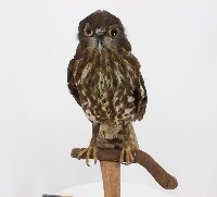 藏品(褐鷹鴞標本)的圖片