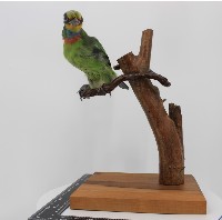 藏品(五色鳥標本)的圖片