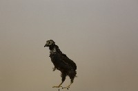 藏品(藍胸鶉標本)的圖片