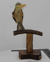 藏品(紅尾伯勞標本)的圖片