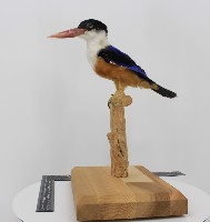 藏品(烏頭翠標本)的圖片