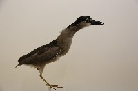 藏品(夜鷺標本)的圖片