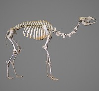 藏品(駱駝骨骼標本)的圖片