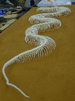 藏品(金門蟒蛇骨骼標本)的圖片