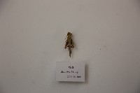 藏品(蝗蟲)的圖片