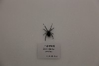 藏品(黑寡婦蜘蛛)的圖片