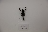 藏品(鉗蠍)的圖片