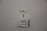 藏品(細蟌(母))的圖片