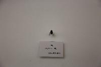 藏品(蠅)的圖片