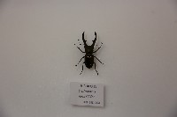 藏品(美它鍬形蟲)的圖片