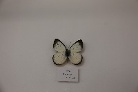 藏品(粉蝶)的圖片