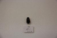 藏品(龍蝨)的圖片