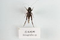 藏品(眉紋蟋蟀)的圖片