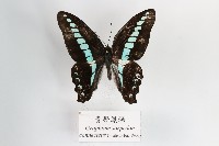 藏品(青帶鳳蝶)的圖片