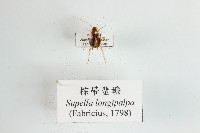 藏品(棕帶蜚蠊)的圖片