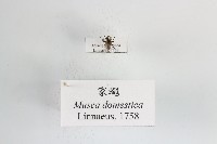 藏品(家蠅)的圖片