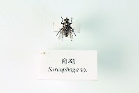 藏品(肉蠅)的圖片