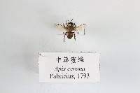 藏品(中華蜜蜂)的圖片