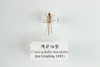 藏品(褐背細蟴)的圖片