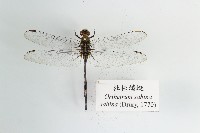 藏品(杜松蜻蜓)的圖片