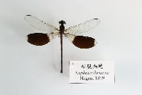 藏品(短腹幽蟌)的圖片