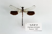 藏品(短腹幽蟌)的圖片