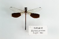 藏品(短腹幽蟌)的圖片