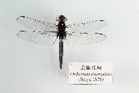 藏品(鼎脈蜻蜓)的圖片