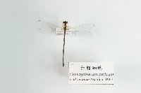 藏品(紅腹細蟌)的圖片