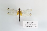 藏品(紫紅蜻蜓)的圖片