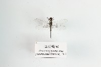 藏品(粗腰蜻蜓)的圖片