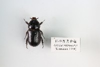 藏品(椰子犀角金龜)的圖片