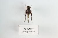 藏品(眉紋蟋蟀)的圖片