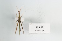 藏品(劍角蝗)的圖片