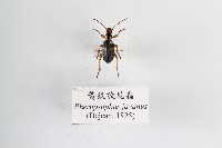 藏品(黃紋放屁蟲)的圖片