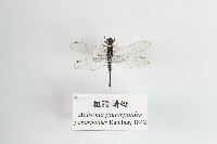 藏品(粗腰蜻蜓)的圖片