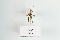 藏品(稻蝗)的圖片