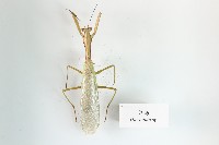 藏品(斧螳)的圖片