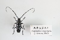 藏品(馬庫白星天牛)的圖片