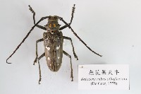藏品(無花果天牛)的圖片
