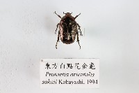 藏品(東方白點花金龜)的圖片