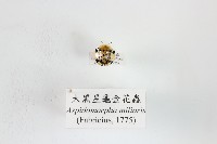 藏品(大黑星龜金花蟲)的圖片