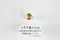 藏品(大黑星龜金花蟲)的圖片