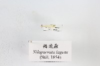 藏品(褐飛蝨)的圖片