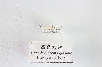 藏品(高背木蝨)的圖片