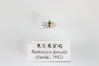 藏品(東方果實蠅)的圖片