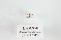 藏品(東方果實蠅)的圖片