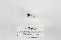 藏品(六條瓢蟲)的圖片