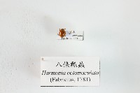 藏品(八條瓢蟲)的圖片