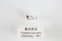 藏品(龜紋瓢蟲)的圖片